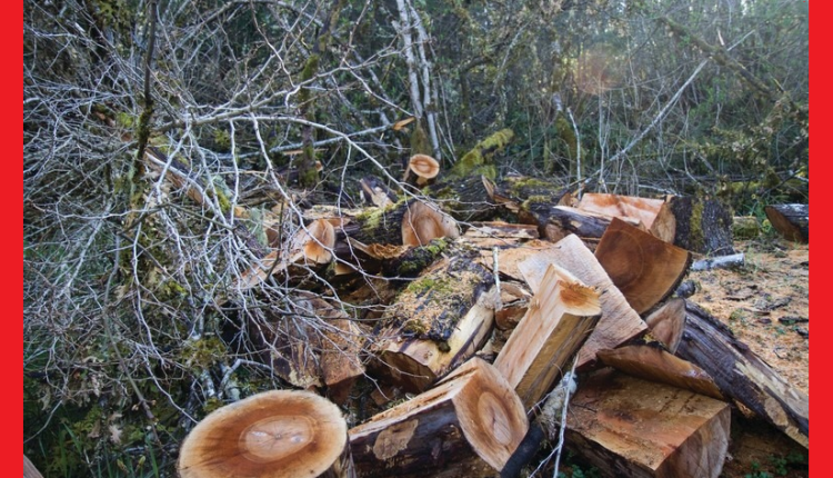 عقوبات سجنية ومالية “ثقيلة” تنتظر “مافيا الغابات” ومرتكبي الجرائم الغابوية