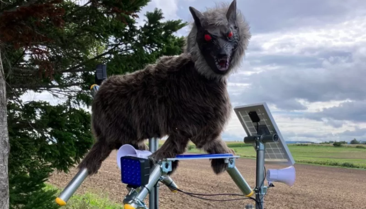 اليابان : ذئاب آلية لحماية المواطنين من الذببة