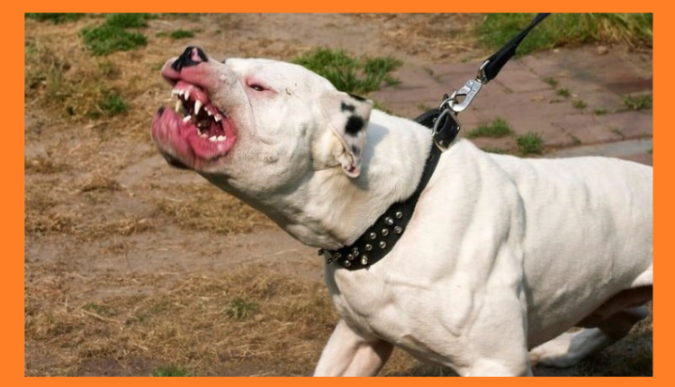 الأمن الوطني يستعمل الرصاص لإيقاف كلب شرس بفاس