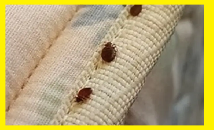 "بق الفراش" يغزو مدارس فرنسا