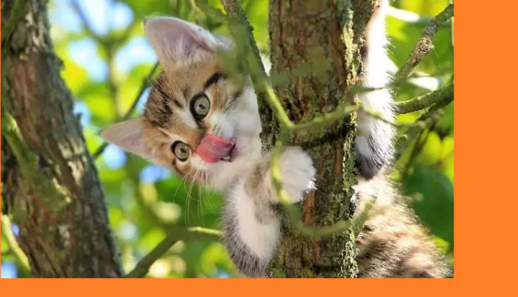 إنقاد قطة علقت بشجرة بطنجة