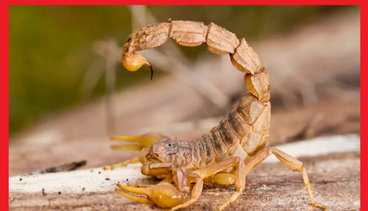 لدغة عقرب بأزيلال تقتل طفلة صغيرة