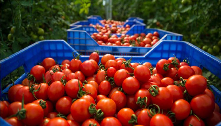 المغرب يتجاوز إسبانيا في صادرات الطماطم