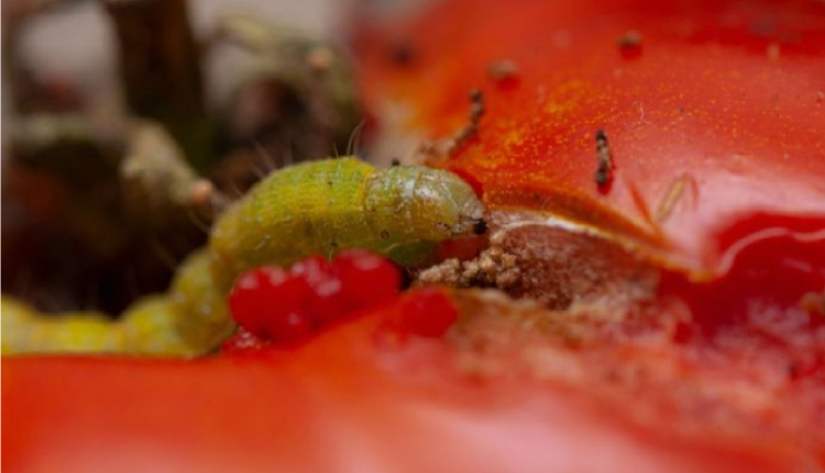 دودة الطماطم تواصل إفساد المحاصيل الزراعية