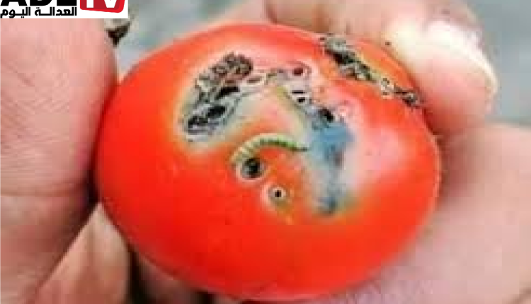 انتشار دودة الطماطم