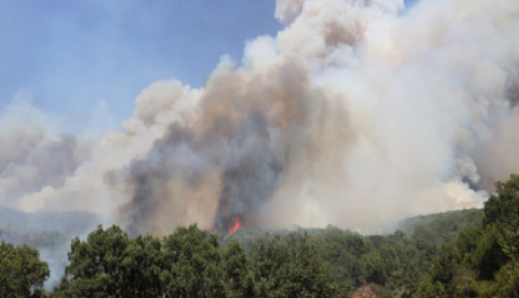 حرائق الغابات