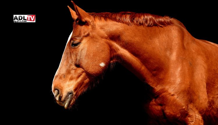 تسمم 5 خيول و شخصين