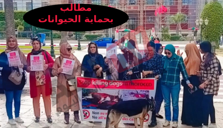 حماية الحيوانات وتوفير الملاجئ الآمنة: التزامات دولية لحفظ الحياة البرية