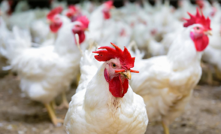 ارتفاع اسعار الدواجين