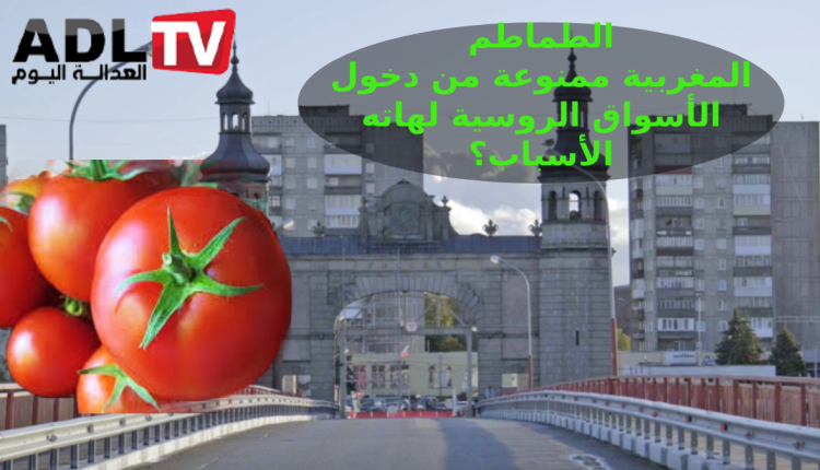 فيروسات تمنع الطماطم المغربية من دخول "روسيا"