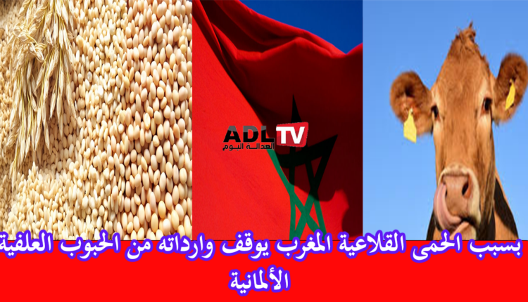 #المغرب، #ألمانيا، #أعلاف_الحيوانات، #الحمى_القلاعية، #المكتب_الوطني_للسلامة_الصحية، #أونسا، #حماية_الماشية، #براندنبورغ، #برلين
