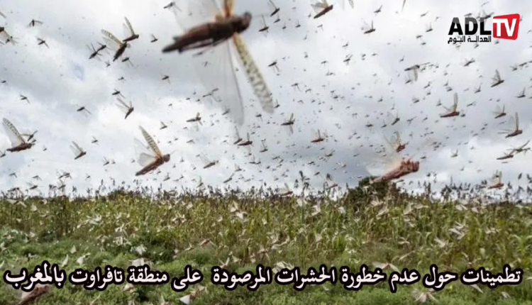 تزنيت: جماعة "أملن" تطمئن المواطنين لعدم خطورة الحشرات المرصودة في "تافراوت"