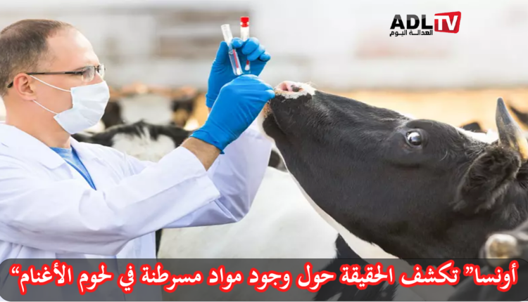 وجود مواد مسرطنة وخطيرة في لحوم الأغنام.. “أونسا” تكشف الحقيقة