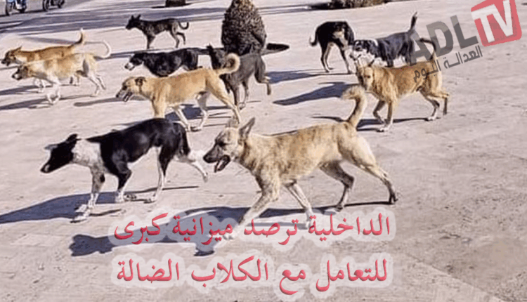 #المغرب: الداخلية المغربية ترصد 80 مليون درهم لمكافحة انتشار الكلاب الضالة
