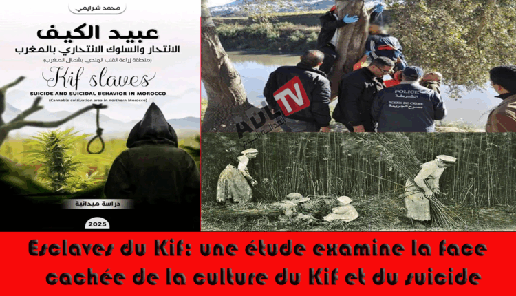 #"عبيد الكيف": دراسة ترصد الوجه الخفي لزراعة القنب الهندي والانتحار