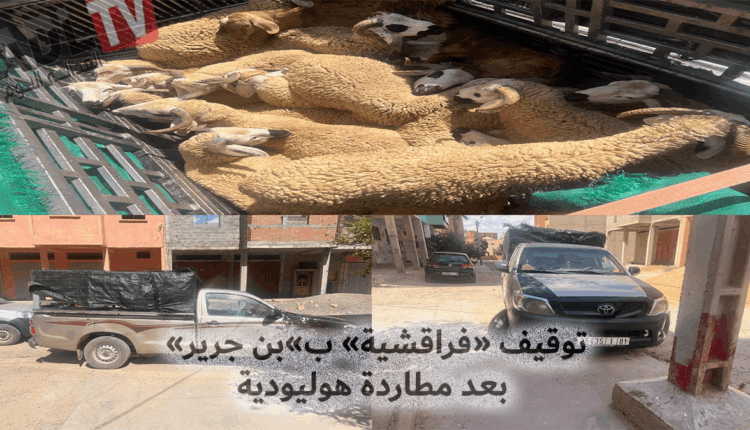 #بن جرير: درك "الرحامنة" يطيح بعصابة سرقة المواشي بعد مطاردة مثيرة