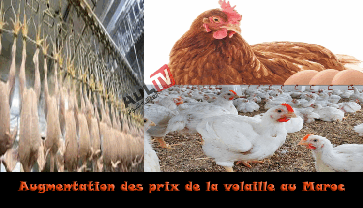 # تسجيل ارتفاع كبير في أسعار الدواجن في المغرب