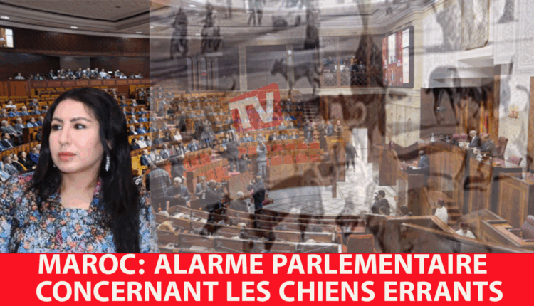 #المغرب: نائبة برلمانية تدق ناقوس الخطر بسبب الكلاب الضالة
