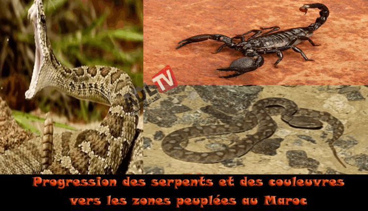 # انتشار الأفاعي والثعابين يثير رعب الساكنة ببعض مناطق المغرب