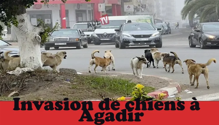 #"سويسرا" تحذر رعاياها بعد وفاة سائحة ب"داء الكلب" ويفتح ملف السلامة البيطرية بالمغرب