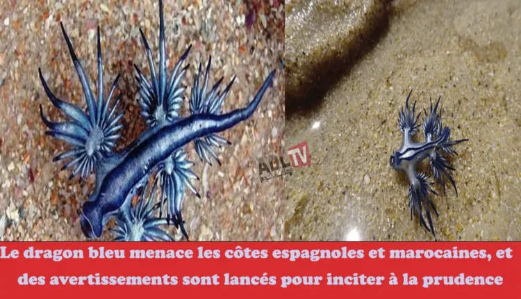 التنين الأزرق يهدد السواحل الإسبانية والمغربية وتحذيرات تطلق لتوخي الحذر