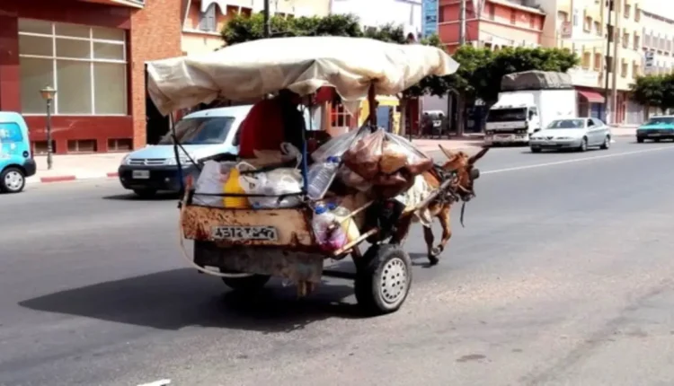 صورة عن أخبار الريف