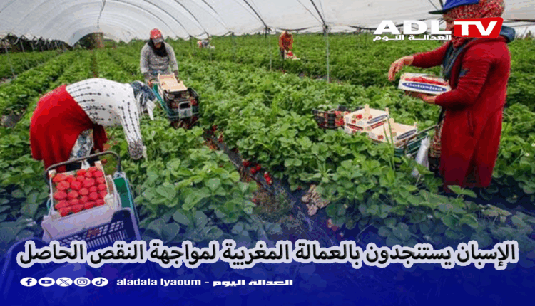 الخصاص في العمالة يدفع منتجي "الفراولة" الإسبان للاستنجاد بالعمالة المغربية