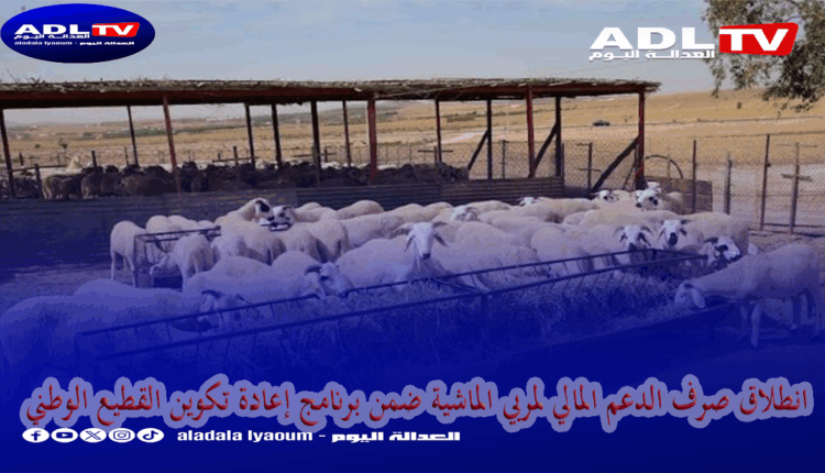 انطلاق صرف الدعم المالي لمربي الماشية ضمن برنامج إعادة تكوين القطيع الوطني