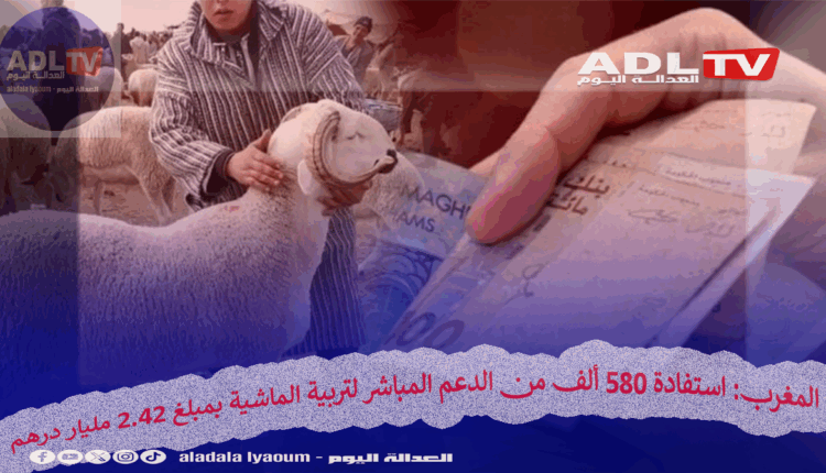 رقم قياسي: الحكومة تصرف 2.42 مليار درهم دعماً مباشراً لـ 580 ألفاً من مربي الماشية