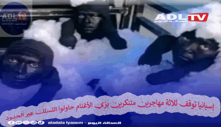 إسبانيا توقف ثلاثة مهاجرين متنكرين بزي الأغنام حاولوا التسلل عبر الحدود