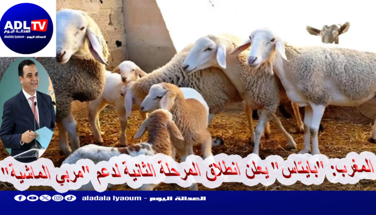 المغرب: "بايتاس" يعلن انطلاق المرحلة الثانية لدعم "مربي الماشية"