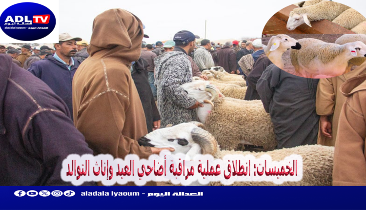 الخميسات: انطلاق عملية مراقبة أضاحي العيد وإناث التوالد