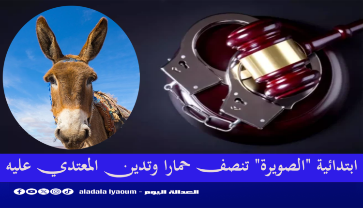 ابتدائية "الصويرة" تنصف حمارا وتدين المعتدي عليه