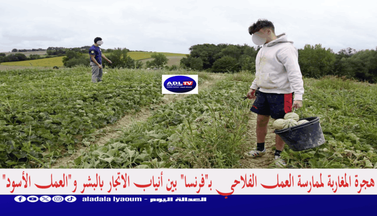هجرة المغاربة لممارسة العمل الفلاحي بـ"فرنسا" بين أنياب الاتجار بالبشر و"العمل الأسود"