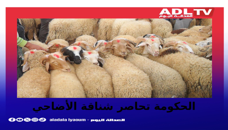 الحكومة تشدد الرقابة على أسواق أضاحي العيد بالمغرب