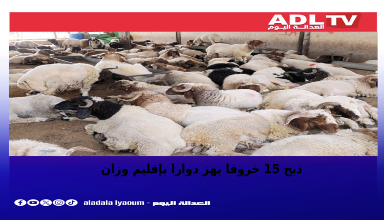 ذبح 15 خروفا في ظروف غامضة يهز وزان