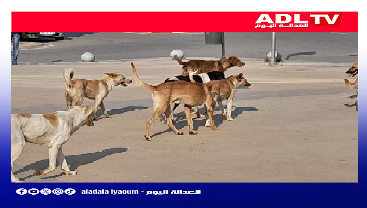 مجلس النواب يصادق بالأغلبية على مشروع قانون حماية الحيوانات الضالة.