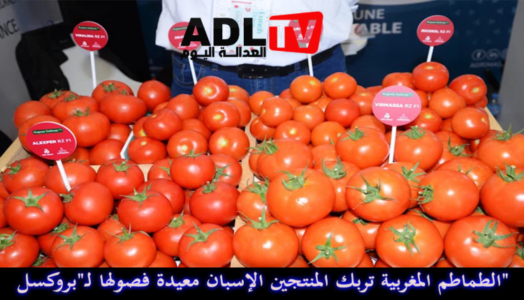 الطماطم المغربية تربك المنتجين الإسبان معيدة فصولها لـ"بروكسل"