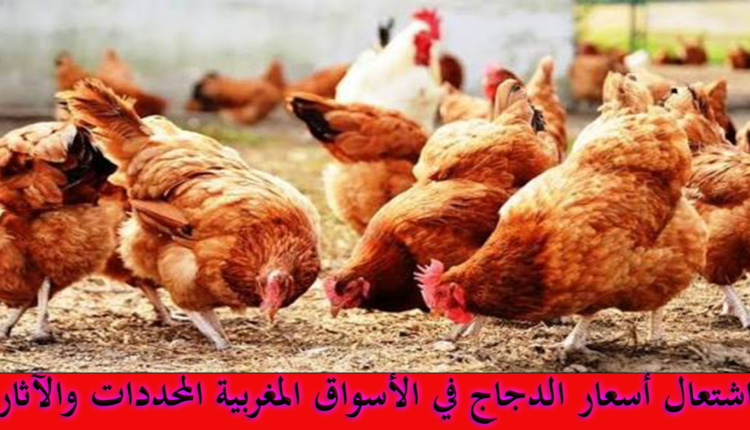 اشتعال أسعار الدجاج في الأسواق المغربية المحددات والآثار